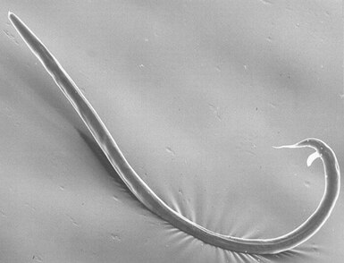 panagrellus-redivivus korm-dlya-ryb-panagrellus-redivivus-nematoda